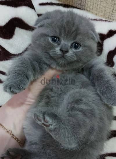 kitten cat scottish fold