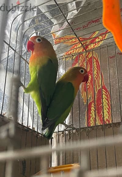 Fisher couple for sale+Cage