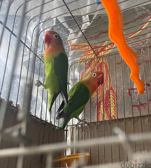 Fisher couple for sale+Cage 1