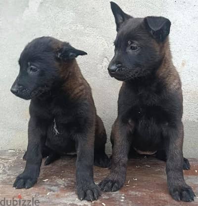 Malinois puppy