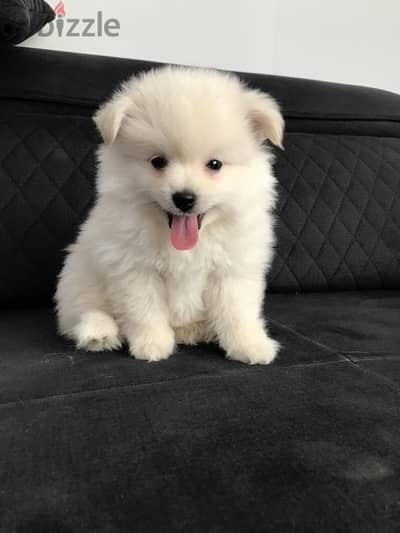 Cutest Loulou Puppy available! Dog Delivery available كلاب