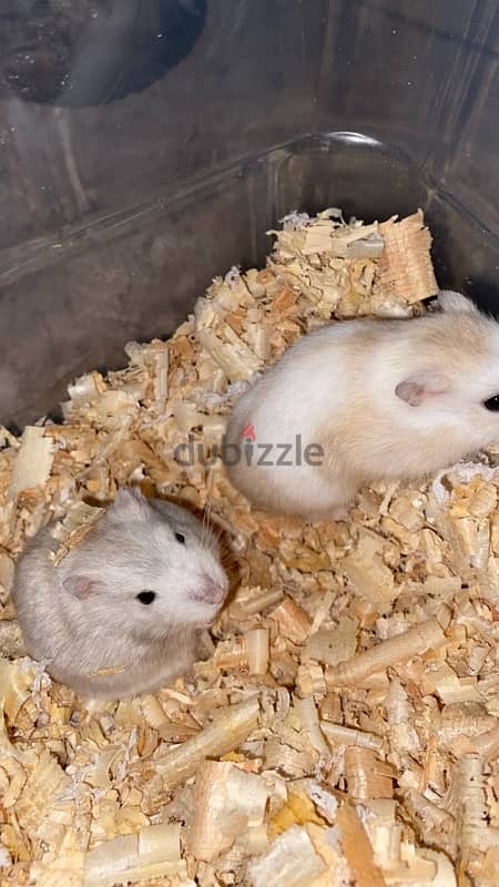 russian hamsters 1