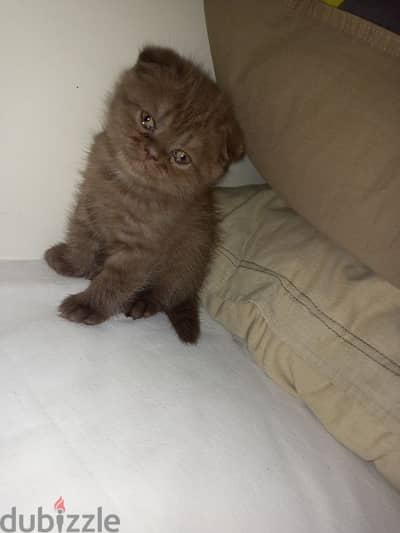 Scottish fold brown