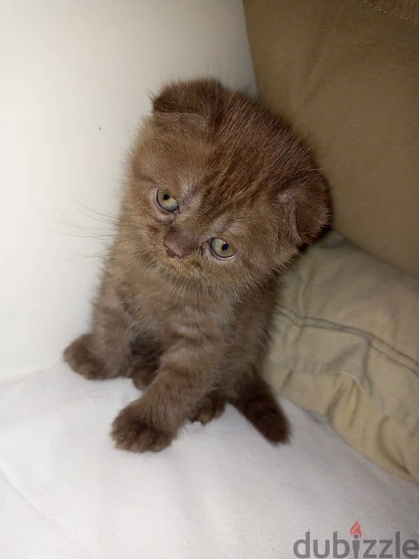 Scottish fold brown 1