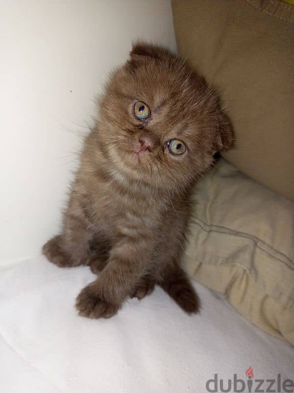 Scottish fold brown 2