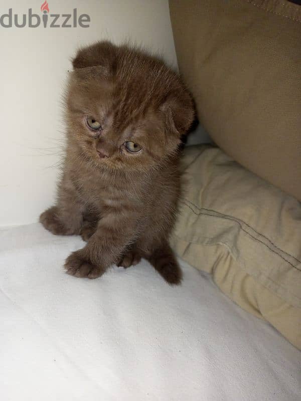 Scottish fold brown 3