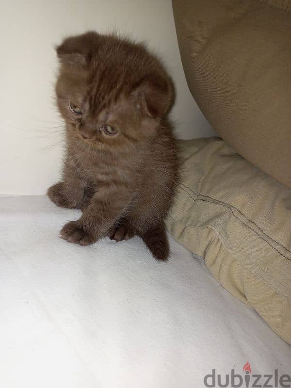 Scottish fold brown 4