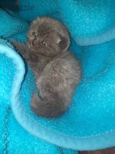 pure Scottish fold kitten for sale