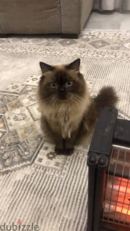 Himalayan Cat For Mating With Any Other Different Cat 1