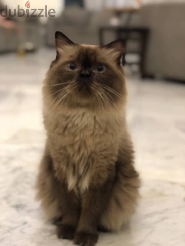 Himalayan Cat For Mating With Any Other Different Cat 2