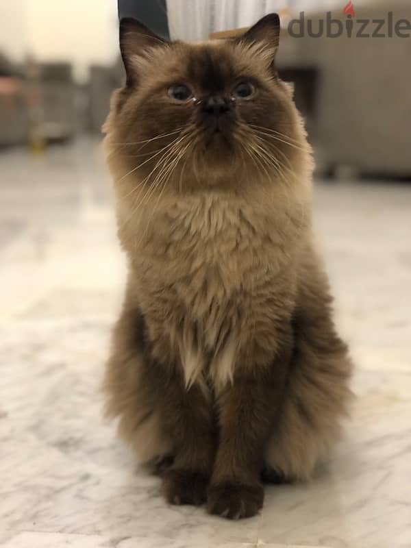 Himalayan Cat For Mating With Any Other Different Cat 3