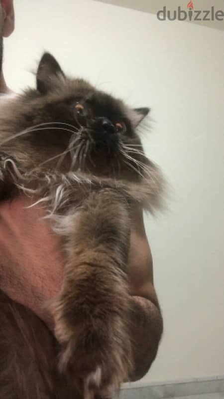 Himalayan Cat For Mating With Any Other Different Cat 4