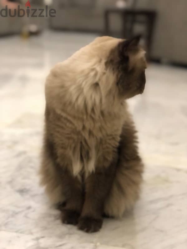 Himalayan Cat For Mating With Any Other Different Cat 6