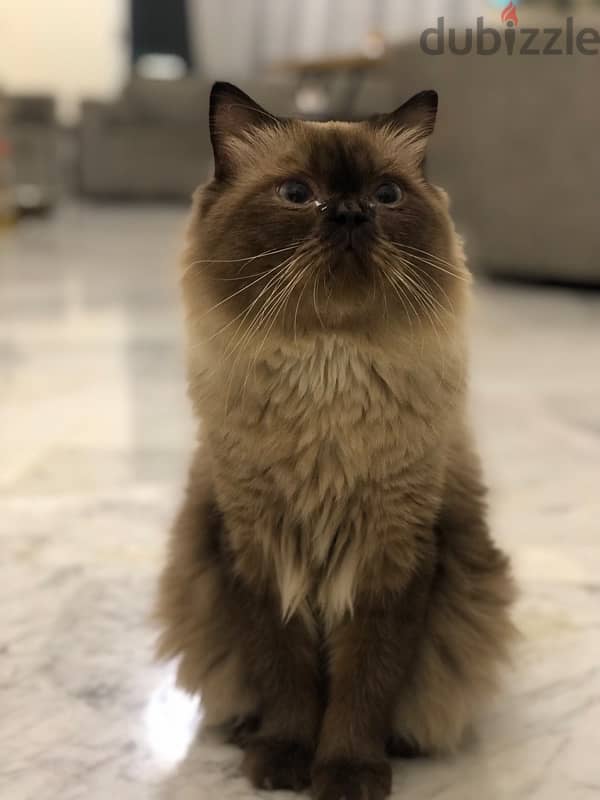 Himalayan Cat For Mating With Any Other Different Cat 7