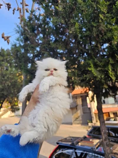 Scottish fold