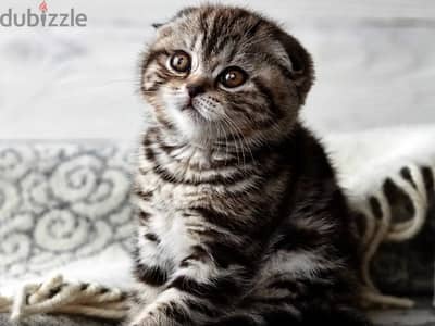 Scottish fold