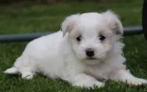 bichon maltais