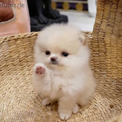 imported pomeranian cream CUTE