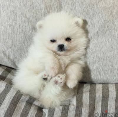 imported Pomeranian snowhite  delivery to you