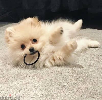 Teacup Pomeranian imported  puppy available Dog كلاب