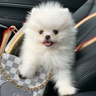 Pomeranian imported teacup SMALL white delivery