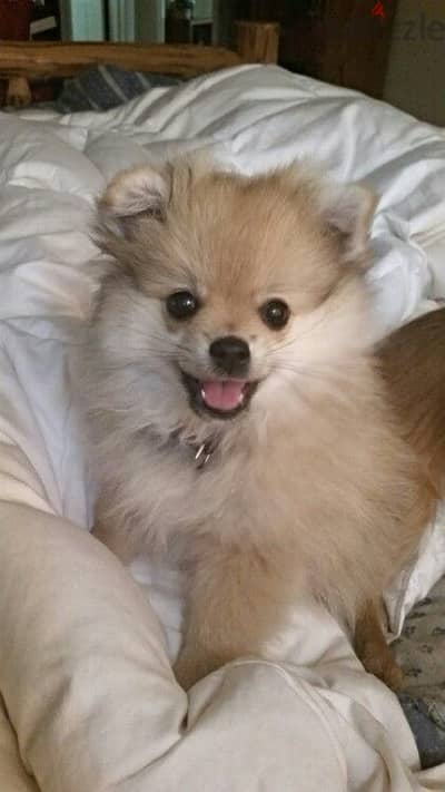 Imported Pomeranian  puppy small cream