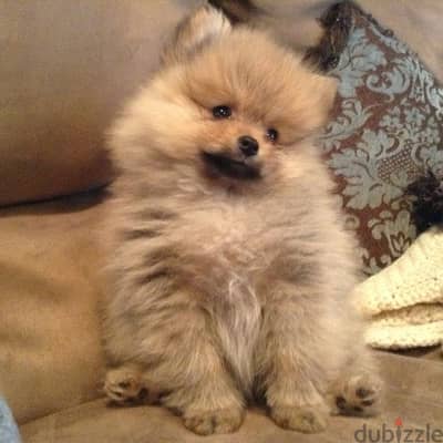 SMALL Pomeranian puppy imported