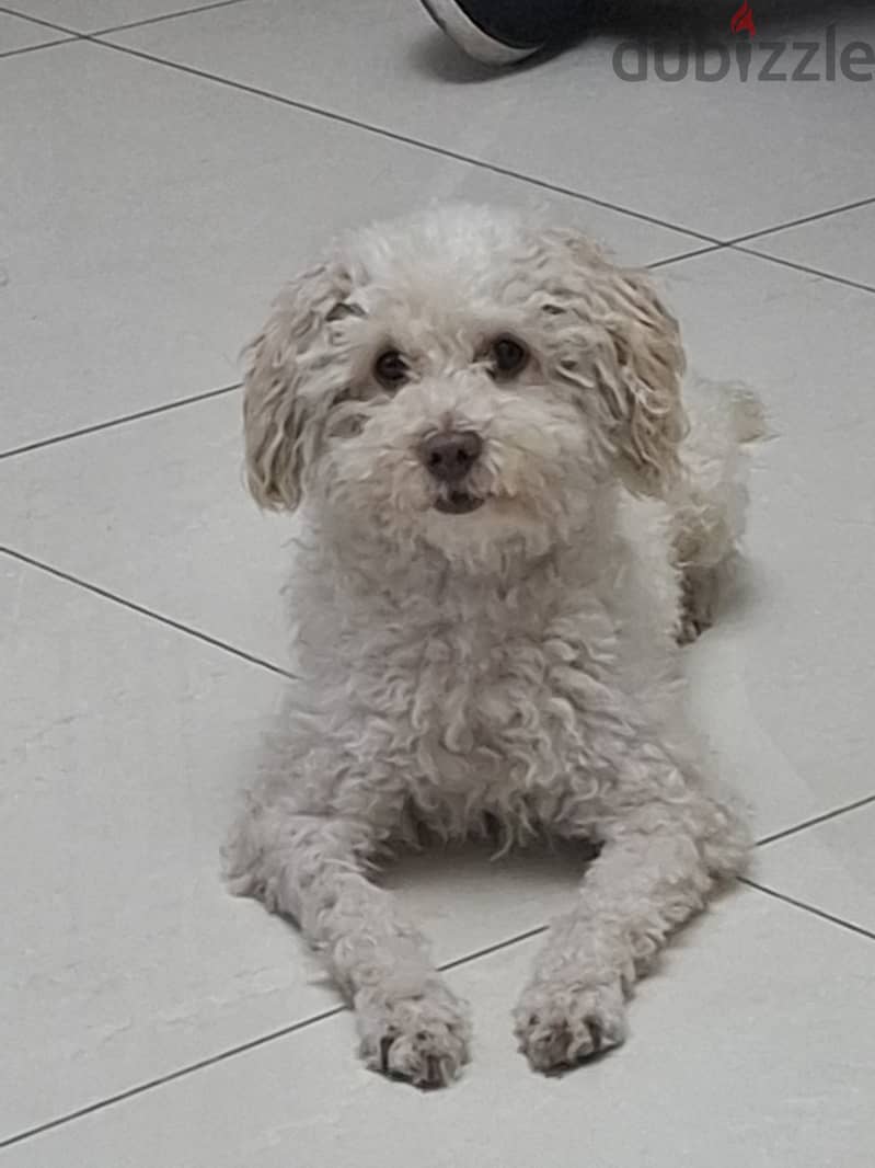 Bichon frizé 2