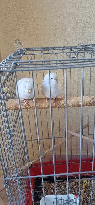 2 budgies + cage