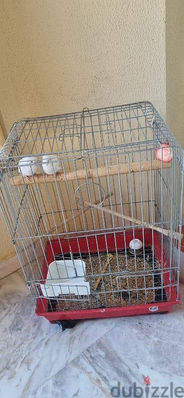 2 budgies + cage 1