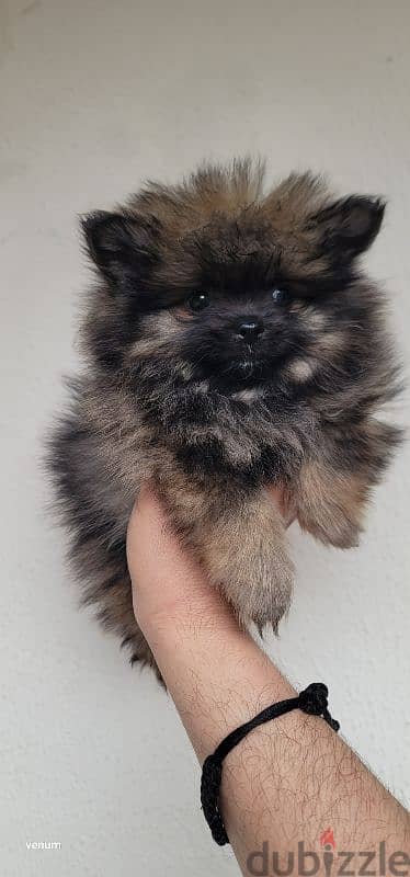 pomeranian micro toy face 4