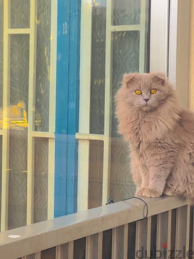 Scottish fold male