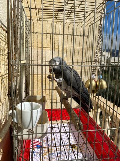 African grey timney parrot for sale