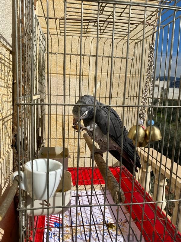 African grey timney parrot for sale 1