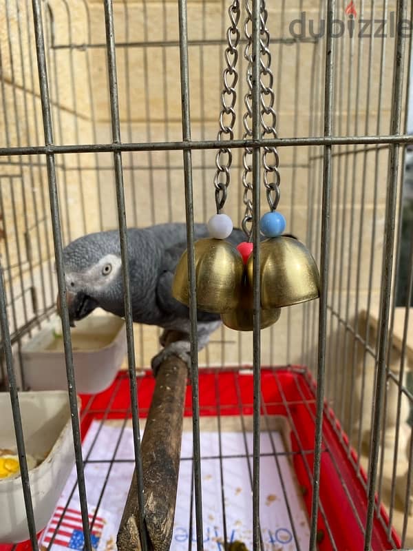 African grey timney parrot for sale 2