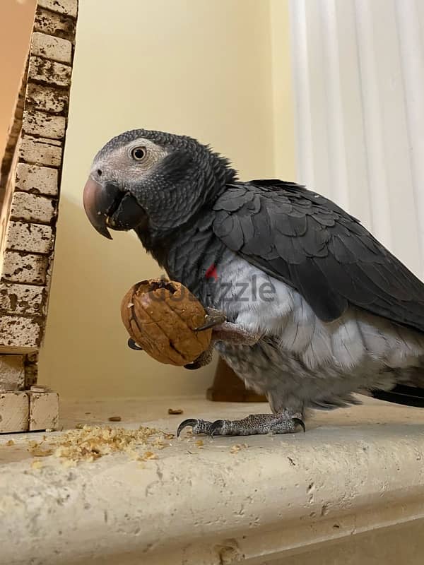 African grey timney parrot for sale 4