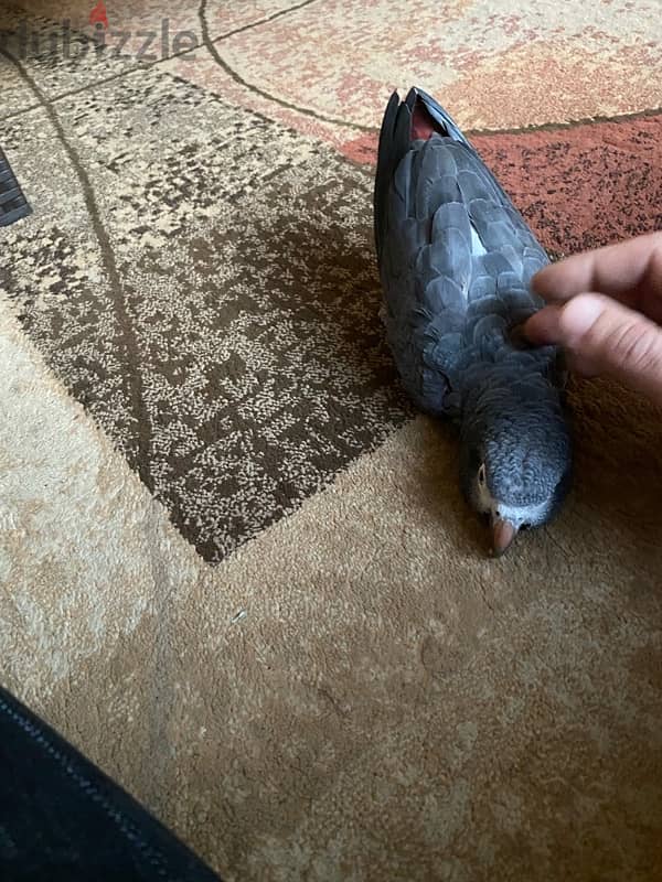 African grey timney parrot for sale 6