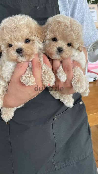 Charming Maltipoo Puppies Available  – Adorable & Hypoallergenic