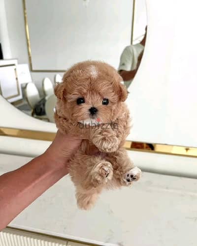 Adorable Maltipoo Puppies for Sale – Friendly, Hypoallergenic& Playful