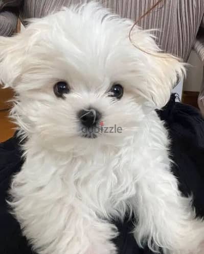 Sweet Maltese Puppies for Sale – Loving, Playful, and Hypoallergenic!