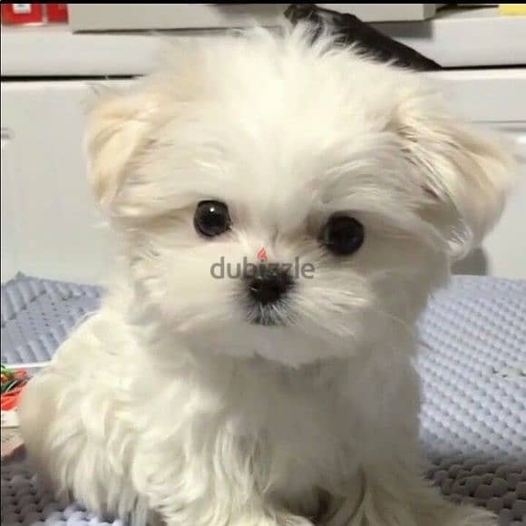 Adorable Maltese Puppies  – Sweet, Playful & Ready for a Loving Home 0