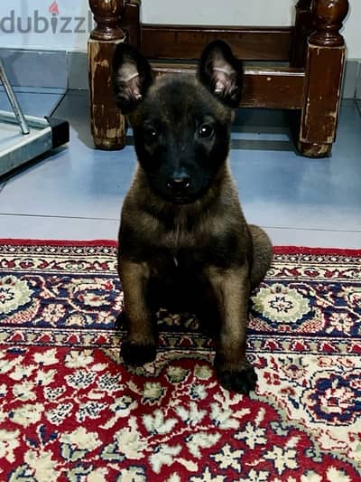 belgium malinois