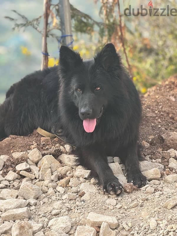 Royal back long hair German Shepred 4