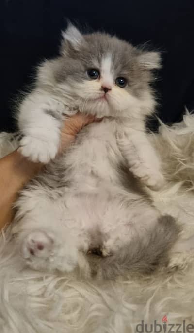 special price female persian