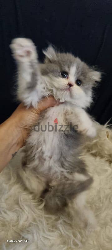 special price female persian 1