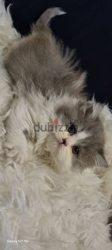 special price female persian 2