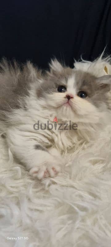 special price female persian 3