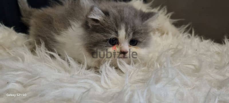 special price female persian 4