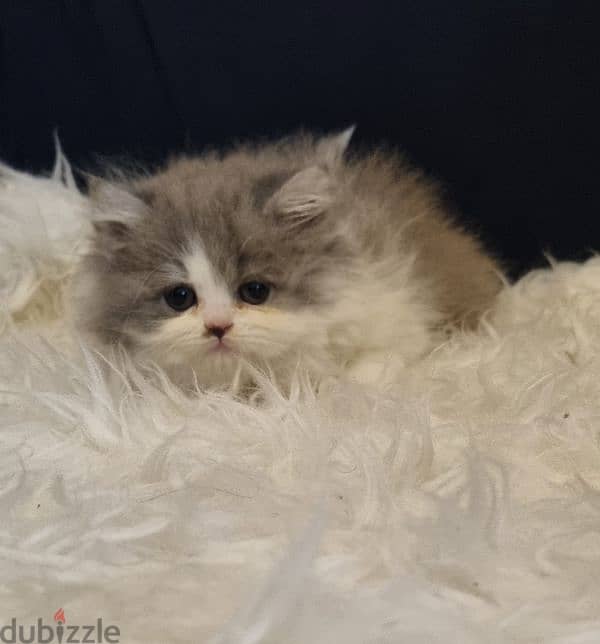 special price female persian 5