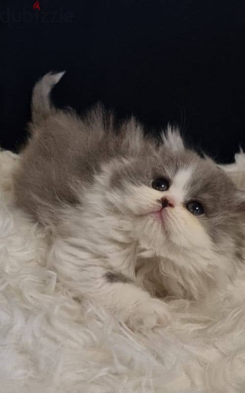 special price female persian 6